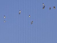 Pterocles alchata 3, Witbuikzandhoen, Saxifraga-Mark Zekhuis