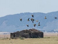 Pterocles orientalis 4, Zwartbuikzandhoen, adult, Saxifraga-Theo Verstrael