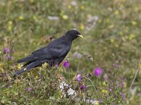Pyrrhocorax graculus 15, Alpenkauw, Saxifraga-Mark Zekhuis