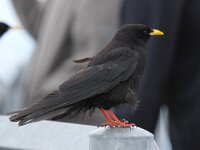 Pyrrhocorax graculus 17, Alpenkauw, Saxifraga-Bart Vastenhouw