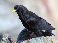 Pyrrhocorax graculus 18, Alpenkauw, Saxifraga-Bart Vastenhouw