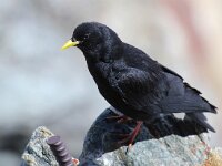 Pyrrhocorax graculus 19, Alpenkauw, Saxifraga-Bart Vastenhouw