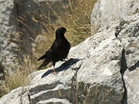Pyrrhocorax graculus 2, Alpenkauw, Saxifraga-Jan van der Straaten