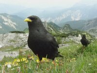 Pyrrhocorax graculus 20, Alpenkauw, Saxifraga-Mark Zekhuis