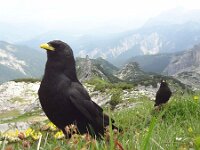 Pyrrhocorax graculus 21, Alpenkauw, Saxifraga-Mark Zekhuis