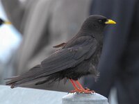 Pyrrhocorax graculus 27, Alpenkauw, Saxifraga-Bart Vastenhouw