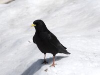 Pyrrhocorax graculus 3, Alpenkauw, Saxifraga-Willem van Kruijsbergen