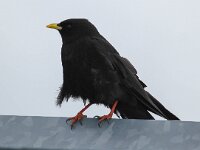 Pyrrhocorax graculus 30, Alpenkauw, Saxifraga-Bart Vastenhouw