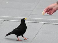 Pyrrhocorax graculus 31, Alpenkauw, Saxifraga-Bart Vastenhouw