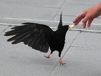 Pyrrhocorax graculus 32, Alpenkauw, Saxifraga-Bart Vastenhouw