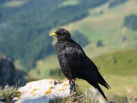 Pyrrhocorax graculus 37, Alpenkauw, Saxifraga-Jan C van der Straaten