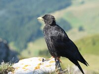 Pyrrhocorax graculus 38, Alpenkauw, Saxifraga-Jan C van der Straaten