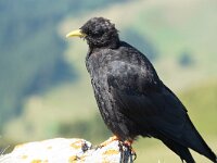 Pyrrhocorax graculus 39, Alpenkauw, Saxifraga-Jan C van der Straaten