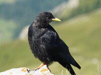 Pyrrhocorax graculus 40, Alpenkauw, Saxifraga-Jan C van der Straaten