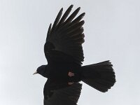 Pyrrhocorax graculus 45, Alpenkauw, Saxifraga-Luuk Vermeer
