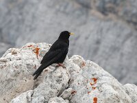 Pyrrhocorax graculus 46, Alpenkauw, Saxifraga-Luuk Vermeer