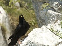 Pyrrhocorax graculus 5, Alpenkauw, Saxifraga-Jan van der Straaten