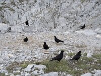 Pyrrhocorax graculus 57, Alpenkauw, Saxifraga-Willem van Kruijsbergen