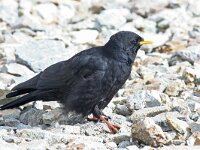 Pyrrhocorax graculus 6, Alpenkauw, Saxifraga-Jan C. van der Straaten