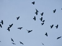Pyrrhocorax graculus 8, Alpenkauw, Saxifraga-Jan van der Straaten