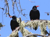 Pyrrhocorax pyrrhocorax 3, Alpenkraai, Saxifraga-Henk Baptist