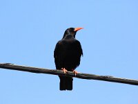 Pyrrhocorax pyrrhocorax 4, Alpenkraai, Saxifraga-Henk Baptist
