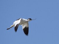 Recurvirostra avosetta 102, Kluut, adult, Saxifraga-Theo Verstrael