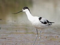 Recurvirostra avosetta 23, Kluut, Saxifraga-Iztok Skornik