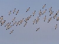 Recurvirostra avosetta 44, Kluut, Saxifraga-Mark Zekhuis