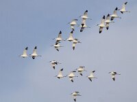 Recurvirostra avosetta 48, Kluut, Saxifraga-Mark Zekhuis