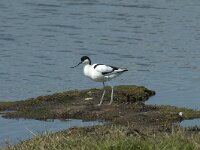 Recurvirostra avosetta 52, Kluut, Saxifraga-Willem van Kruijsbergen