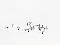 Recurvirostra avosetta 56, Kluut, Saxifraga-Mark Zekhuis