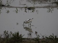 Recurvirostra avosetta 60, Kluut, Saxifraga-Peter Meininger