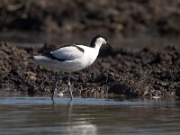 Recurvirostra avosetta 63, Kluut, Saxifraga-Bart Vastenhouw