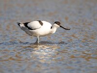 Recurvirostra avosetta 68, Kluut, Saxifraga-Bart Vastenhouw