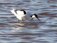 Recurvirostra avosetta 71, Kluut, Saxifraga-Bart Vastenhouw