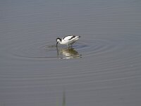 Recurvirostra avosetta 74, Kluut, Saxifraga-Jan Nijendijk