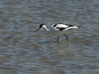 Recurvirostra avosetta 8, Kluut, Saxifraga-Jan van der Straaten