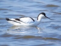 Recurvirostra avosetta 96, Kluut, Saxifraga-Bart Vastenhouw