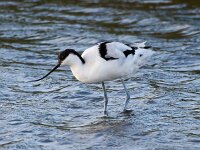 Recurvirostra avosetta 98, Kluut, Saxifraga-Bart Vastenhouw