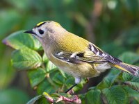Regulus regulus 10, Goudhaan, Saxifraga-Bart Vastenhouw