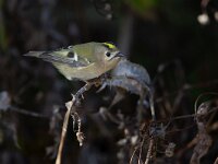 Regulus regulus 103, Goudhaan, Saxifraga-Luc Hoogenstein