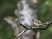 Regulus regulus 106, Goudhaan, adult, Saxifraga-Theo Verstrael