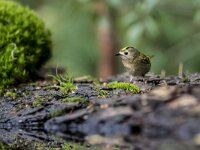 Regulus regulus 110, Goudhaan, adult, Saxifraga-Theo Verstrael
