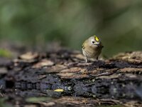 Regulus regulus 111, Goudhaan, adult, Saxifraga-Theo Verstrael