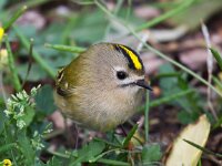 Regulus regulus 14, Goudhaan, Saxifraga-Bart Vastenhouw
