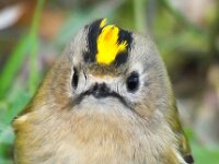Regulus regulus 17, Goudhaan, Saxifraga-Bart Vastenhouw