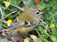 Regulus regulus 18, Goudhaan, Saxifraga-Bart Vastenhouw