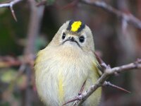 Regulus regulus 19, Goudhaan, Saxifraga-Bart Vastenhouw