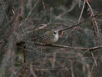 Regulus regulus 2, Goudhaan, Saxifraga-Luc Hoogenstein